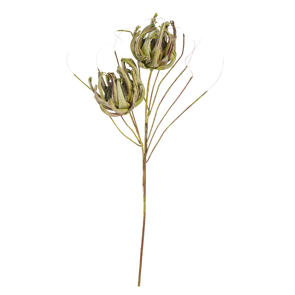 H.PROTEA EVA X2 (VERDE) 1m