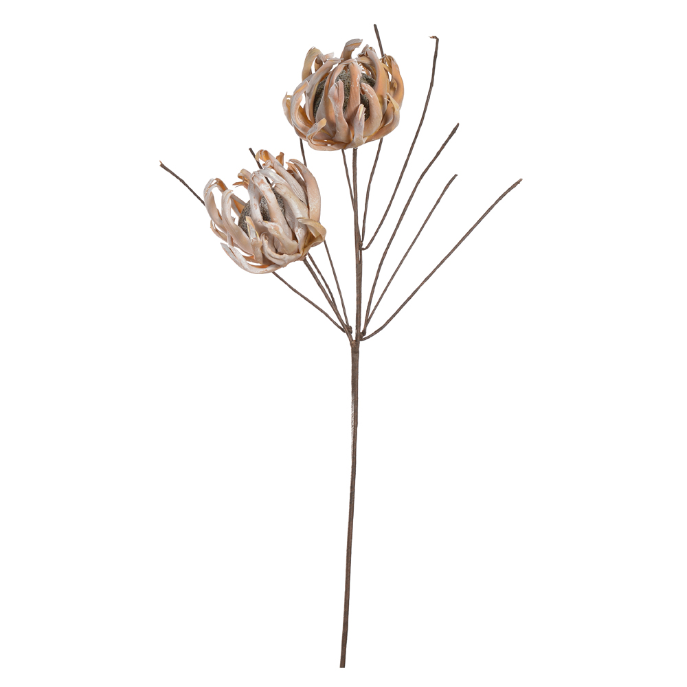 H.PROTEA EVA X2 (BEGE) 1m