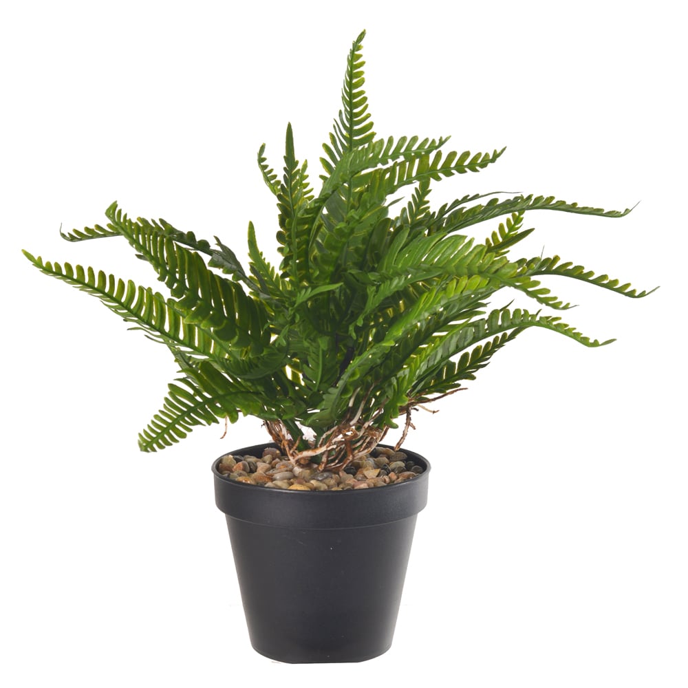 F.SAMAMBAIA C/POTE PLASTICO X16 (VERDE) 24cm