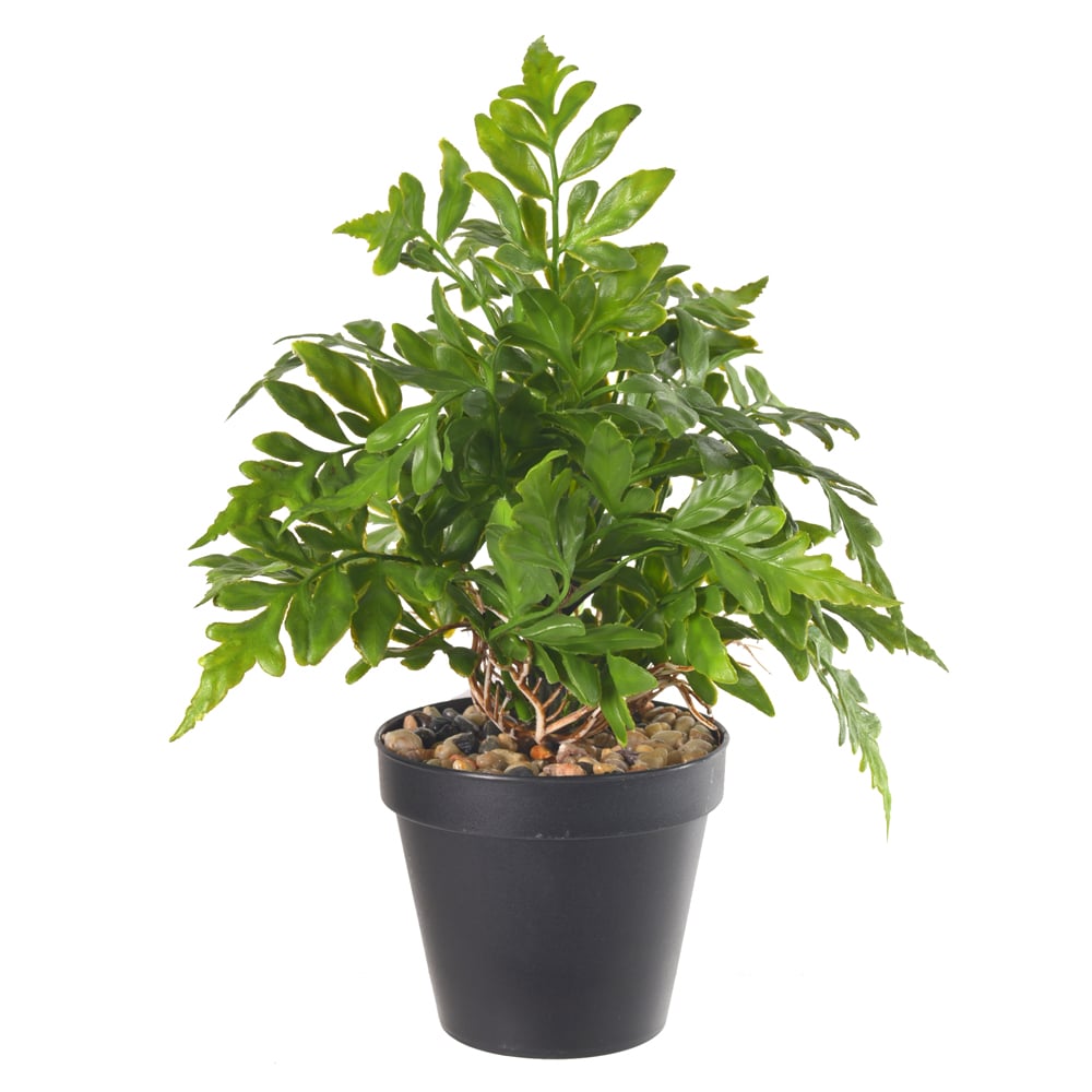 F.SAMAMBAIA C/POTE PLASTICO X22 (VERDE) 22cm