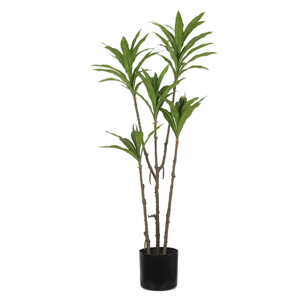 A.DRACENA REFLEXA C/POTE X59 (VERDE 2T) 1,12m