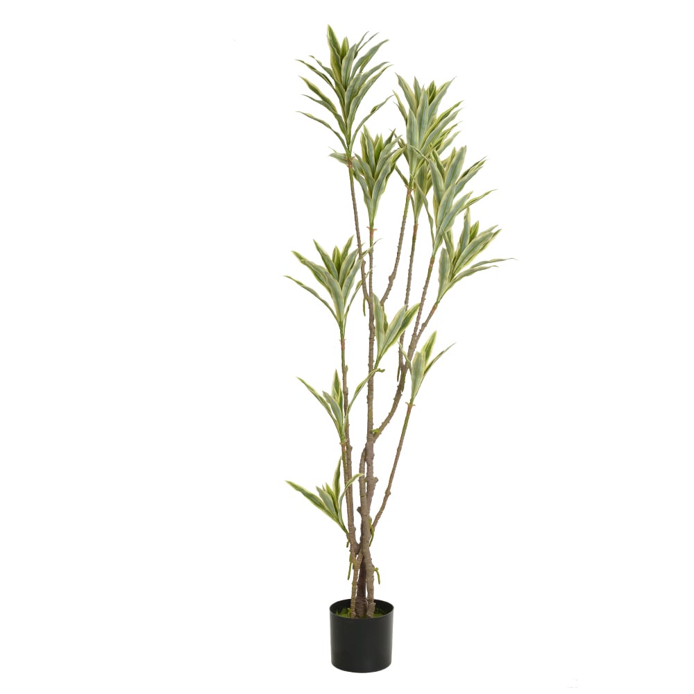 A.DRACENA REFLEXA C/POTE X130 (VERDE CREME) 1,66m