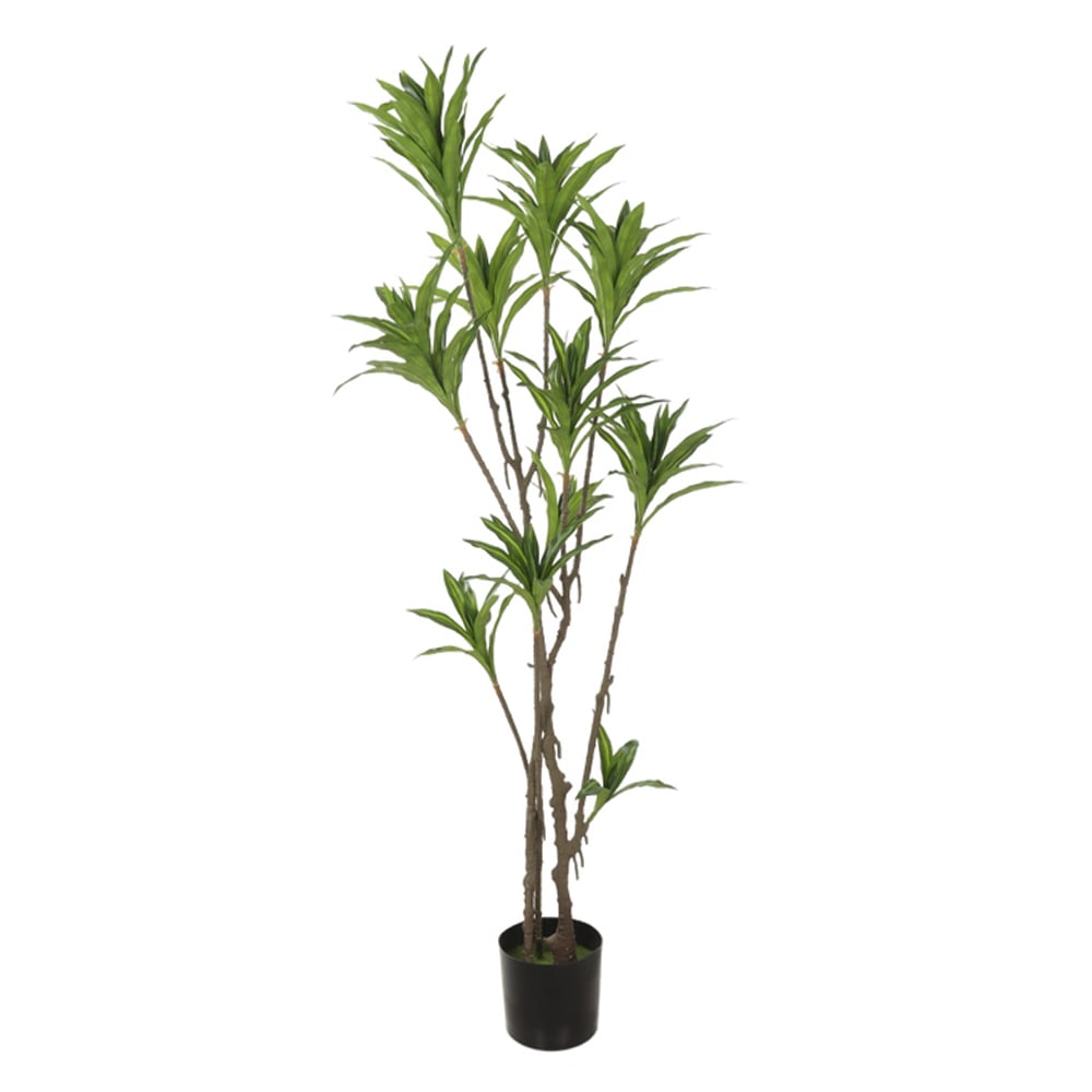 A.DRACENA REFLEXA C/POTE X130 (VERDE 2T) 1,66m