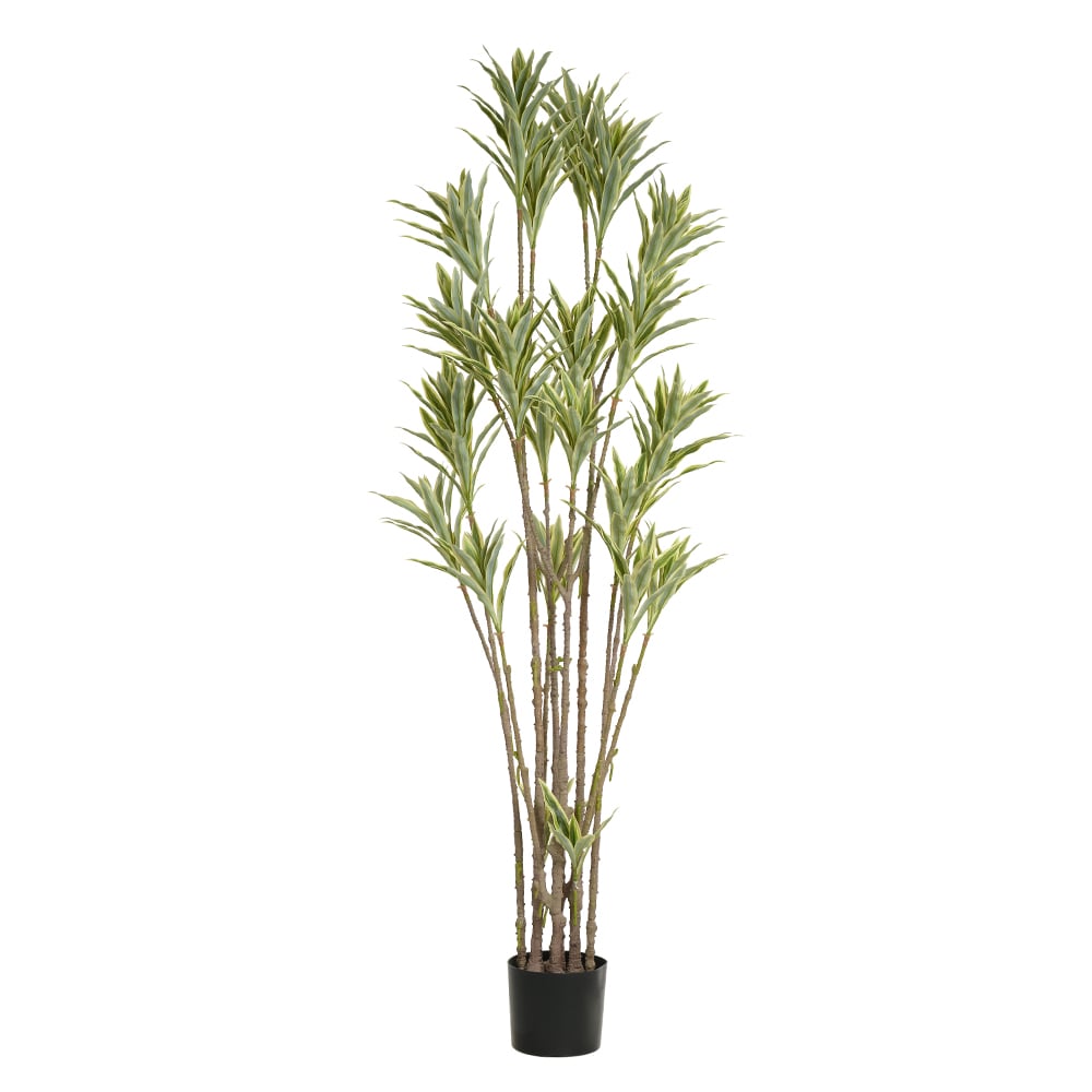 A.DRACENA REFLEXA C/POTE X292 (VERDE CREME) 2,02m