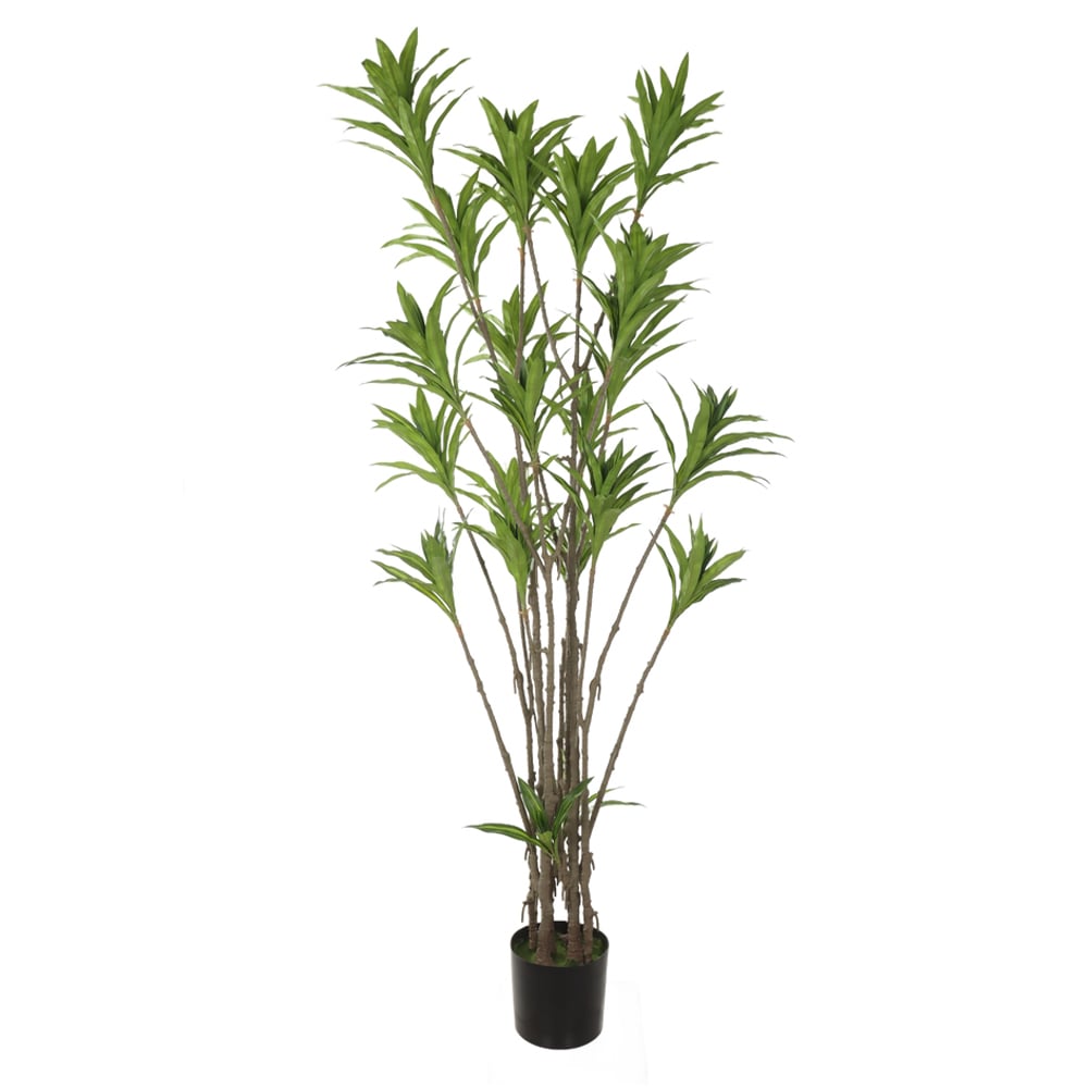 A.DRACENA REFLEXA C/POTE X292 (VERDE 2T) 2,02m