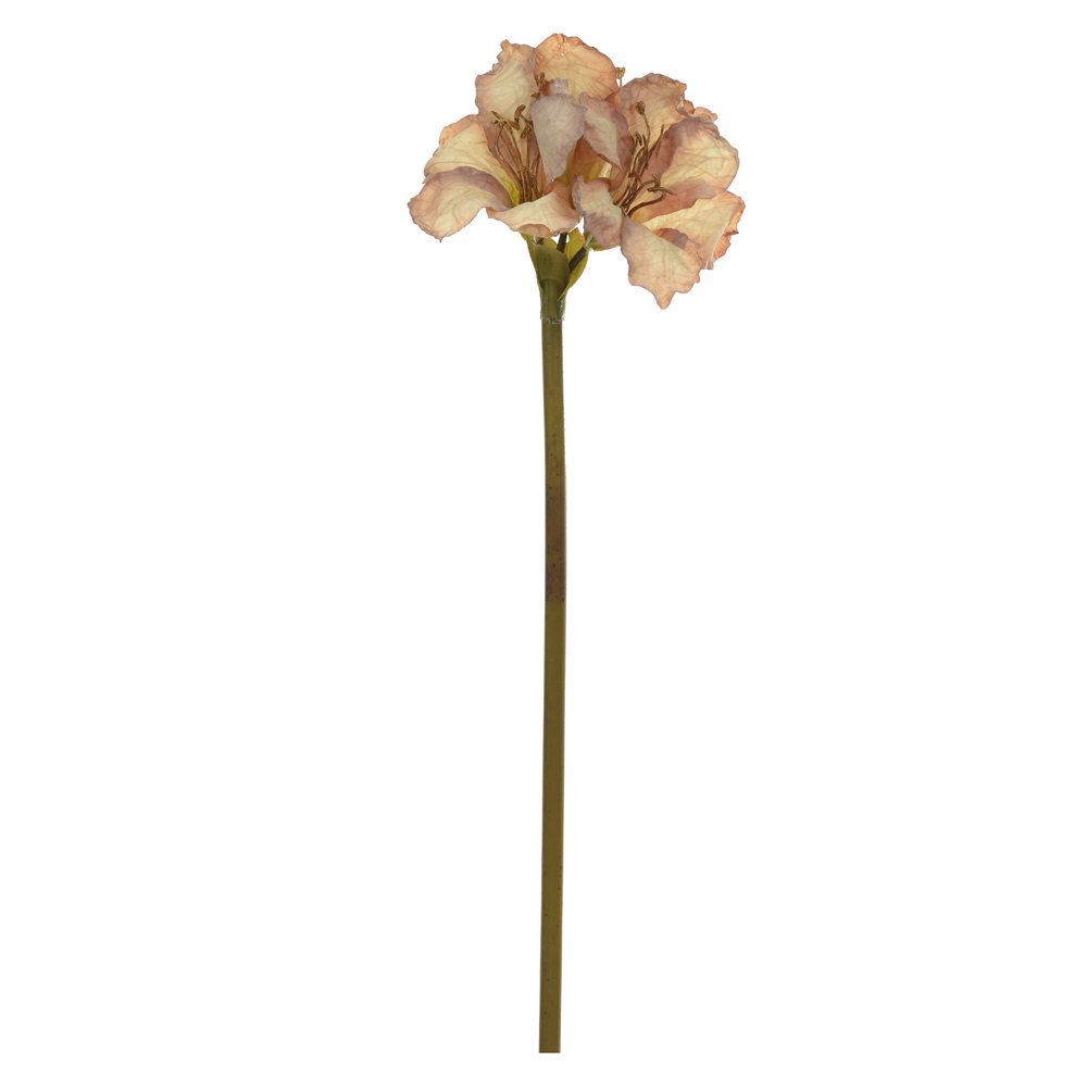 H.AMARILIS X3 (CHA OUTONO) 65cm