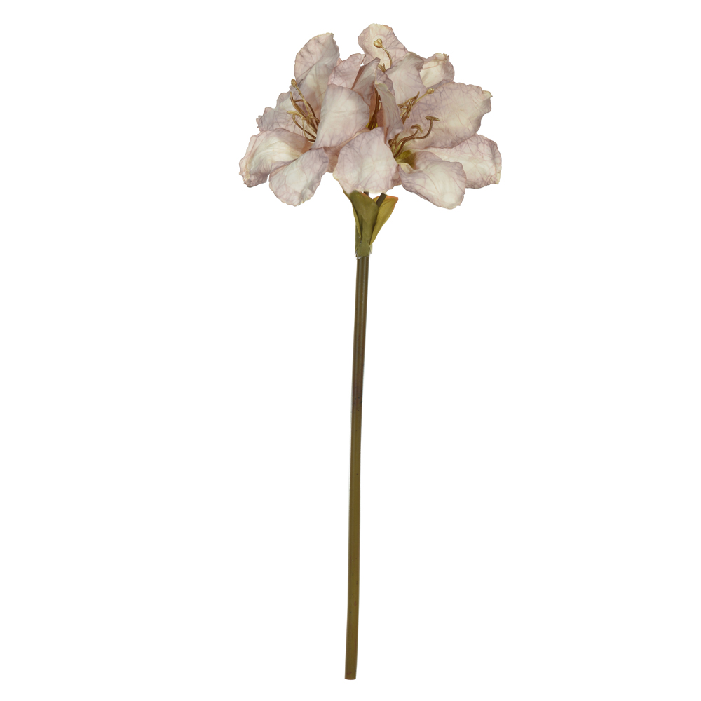 H.AMARILIS X3 (MAUVE OUTONO) 65cm