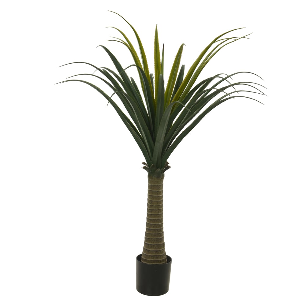 A.PANDANUS C/POTE PLASTICO X35 (VERDE) 1,5m