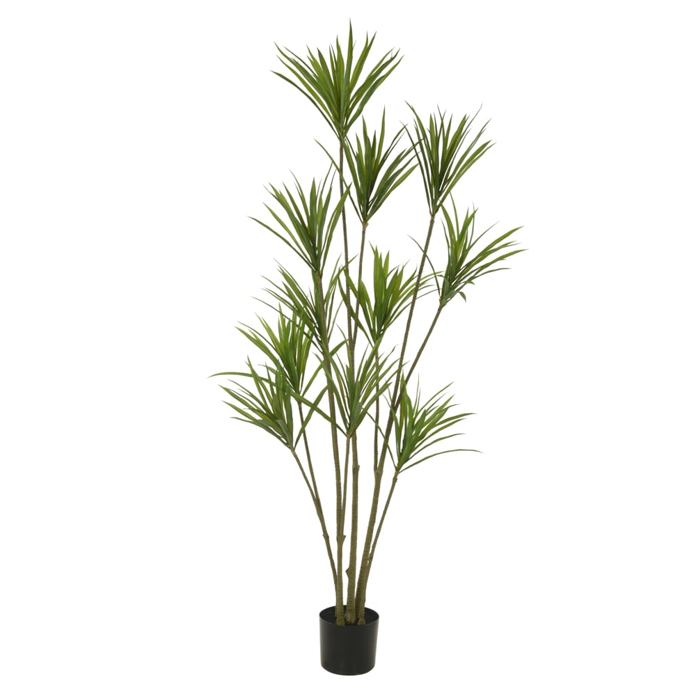 A.DRACENA MARGINATA C/POTE PLASTICO X234 (VERDE) 1,7m