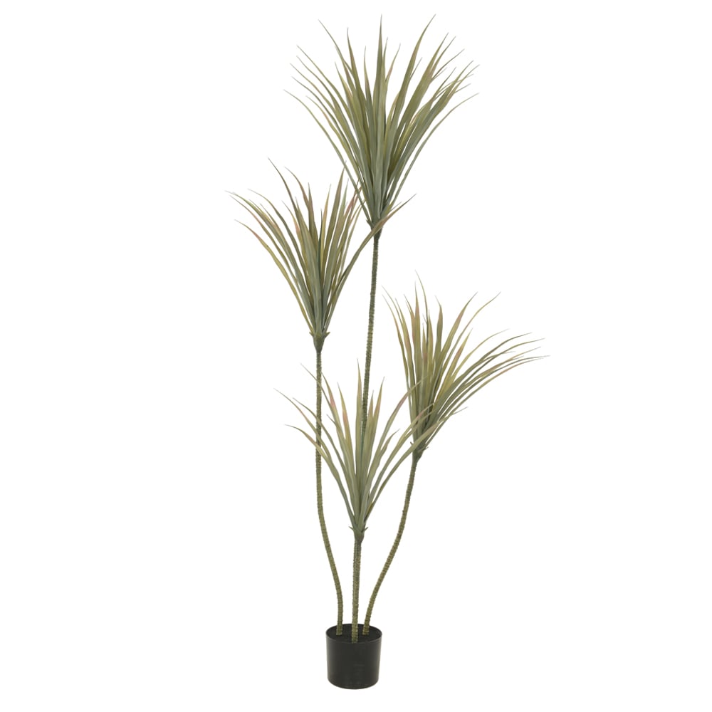 A.DRACENA MARGINATA C/POTE PLASTICO X100 (VERDE) 1,8m
