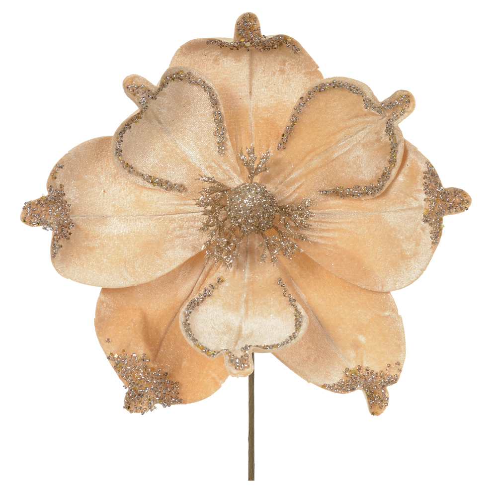 H.MAGNOLIA NATAL AVELUDADO (CHAMPANHE) 22cm 23d