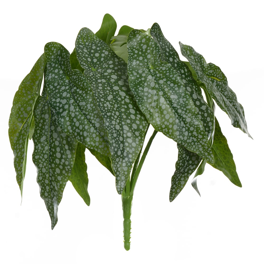 F.BEGONIA MACULATA FORRACAO REAL TOQUE X14 (VERDE) 26cm
