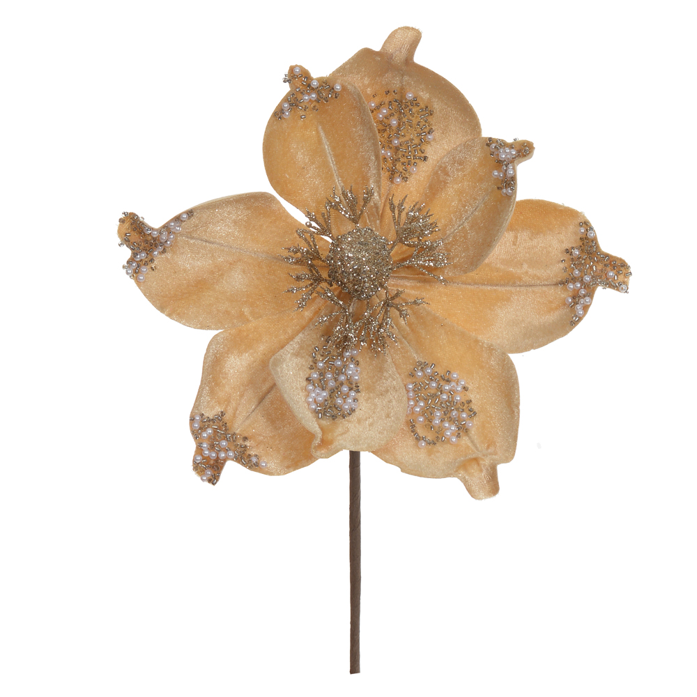 H.MAGNOLIA NATAL AVELUDADO (CHAMPANHE) 18cm 23d