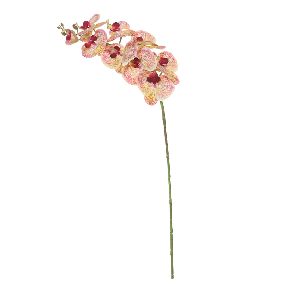 H.ORQUIDEA PHALAENOPSIS REAL TOQUE X9 (CREME BEAUTY) 96cm