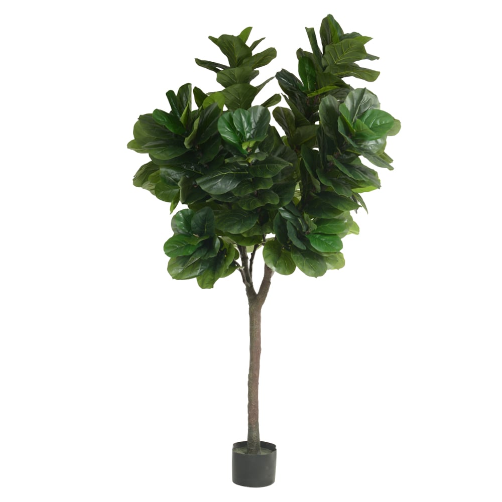 A.FICUS LYRATA REAL TOQUE C/POTE X248 (VERDE) 3m