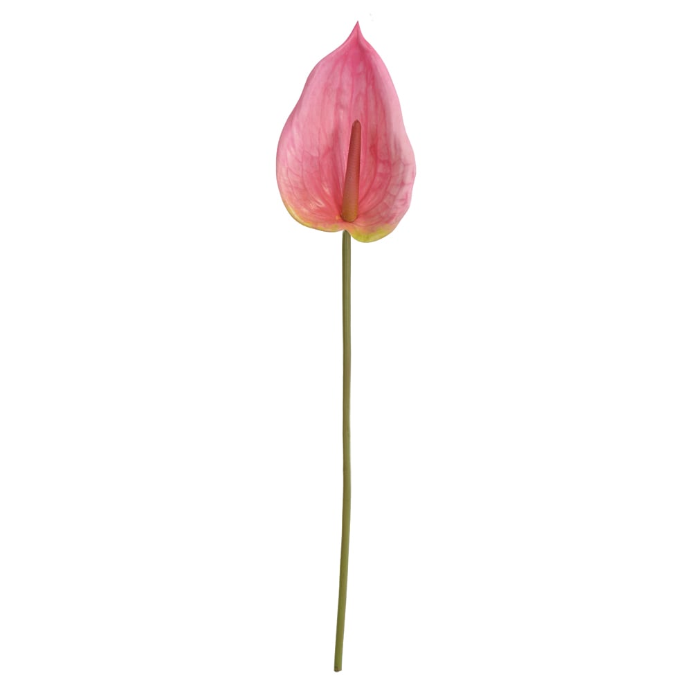 H.ANTURIO REAL TOQUE (ROSA) 84cm