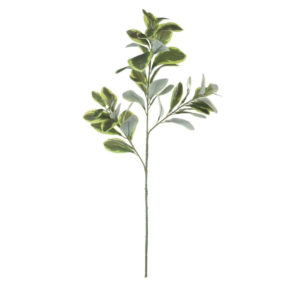 C.GALHO CLUSIA REAL TOQUE X47 (VERDE CREME) 75cm