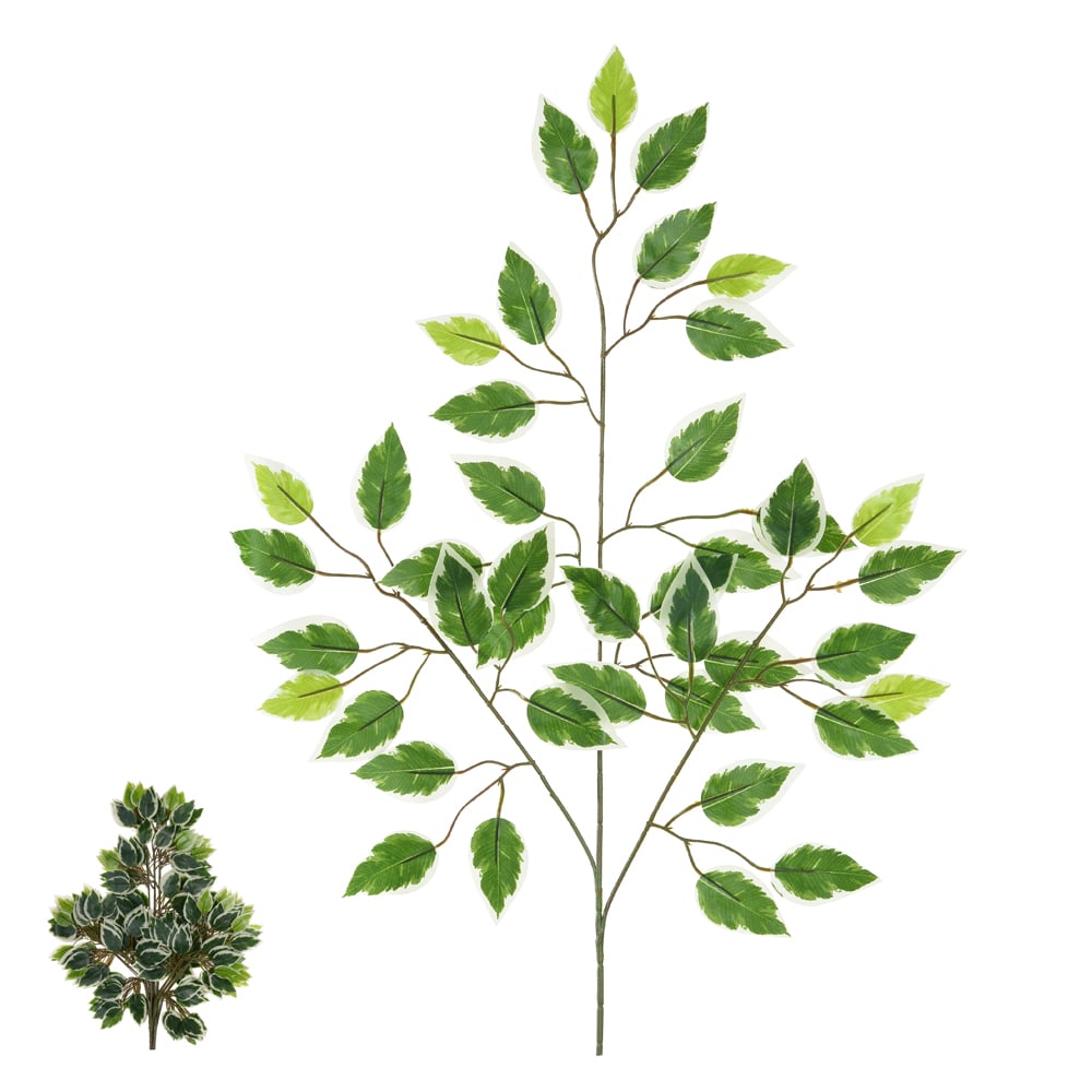C.FICUS REAL TOQUE X42 (VERDE CREME) 63cm
