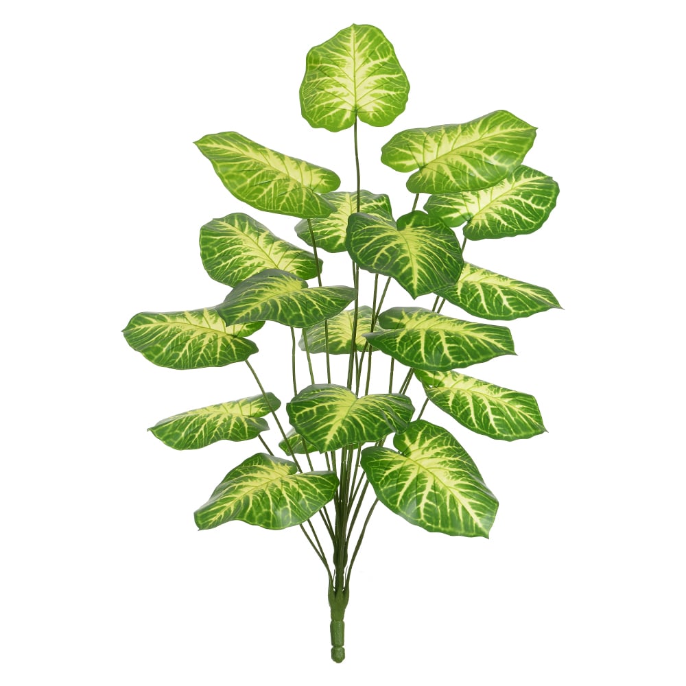 A.CALADIUM REAL TOQUE X18 (VERDE CREME) 1m