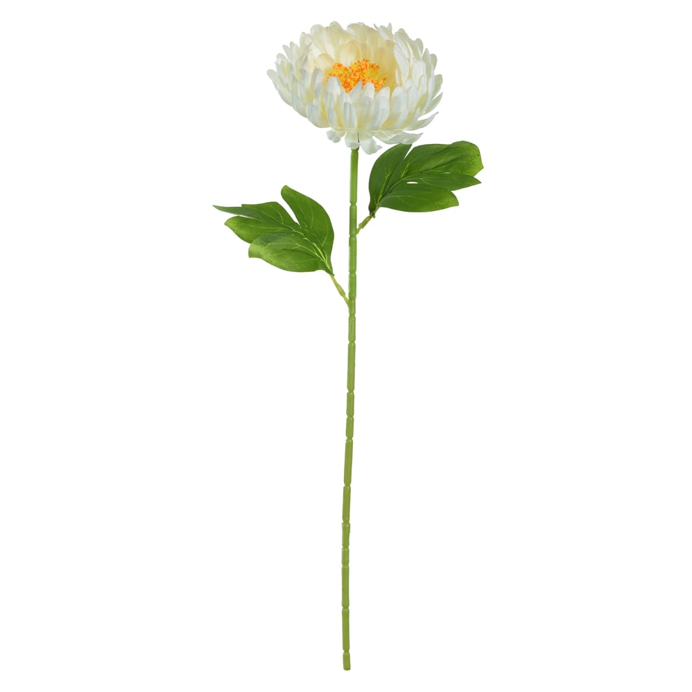 H.CRISANTEMO (CREME) 54cm