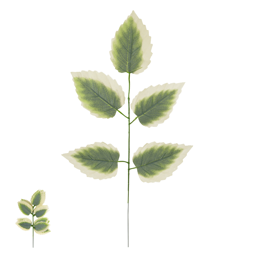 C.FOLHA X5 (VERDE CREME) 55cm