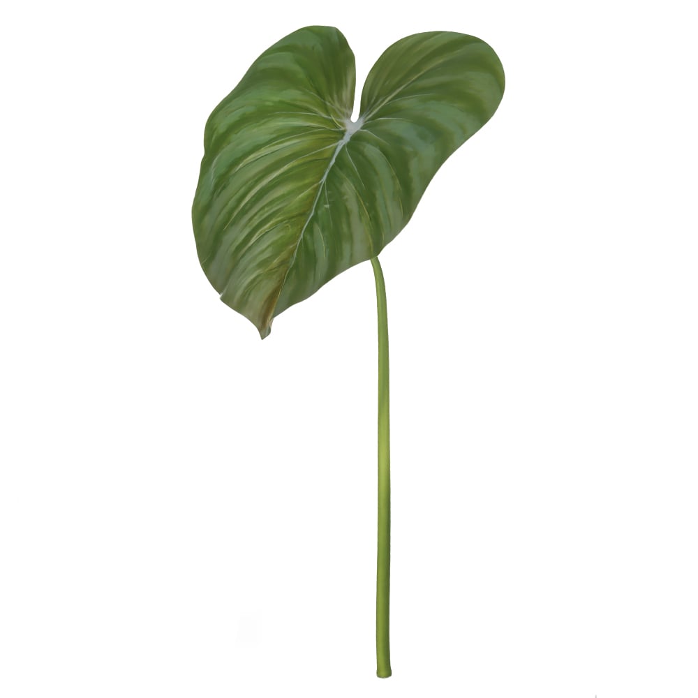 C.FOLHA HOMALOMENA REAL TOQUE (VERDE 2T) 75cm