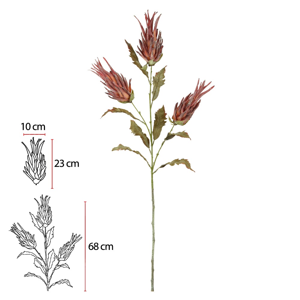 H.PROTEA X3 (MARSALA) 1,2m