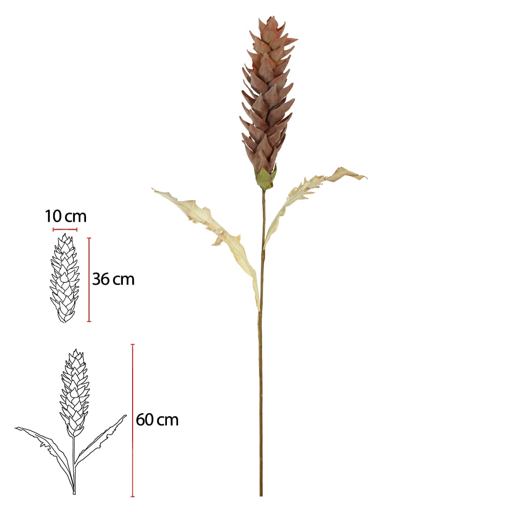 H.PROTEA (CHA) 1,01m