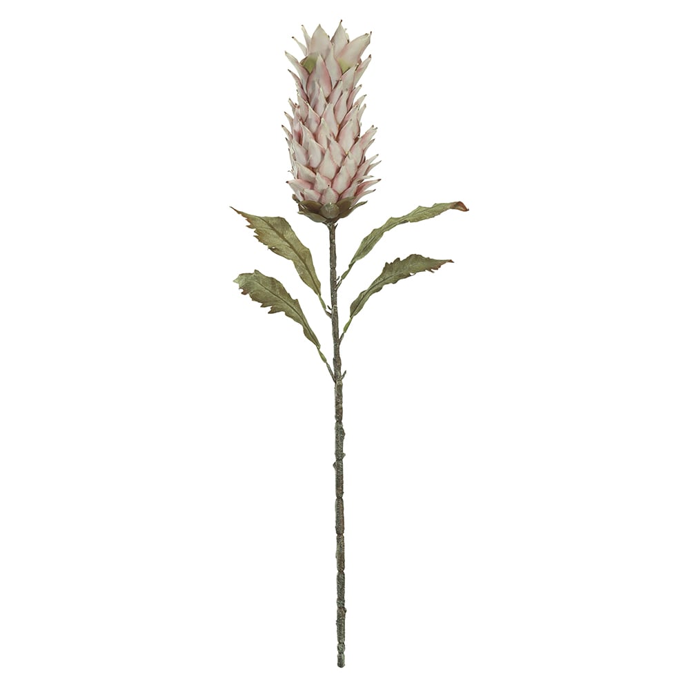 H.PROTEA C/COAT (ROSA OUTONO) 85cm