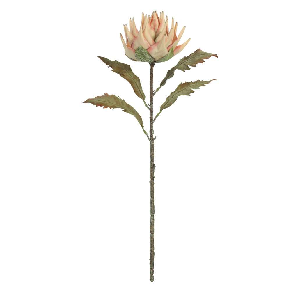 H.PROTEA C/COAT (PESSEGO) 72cm