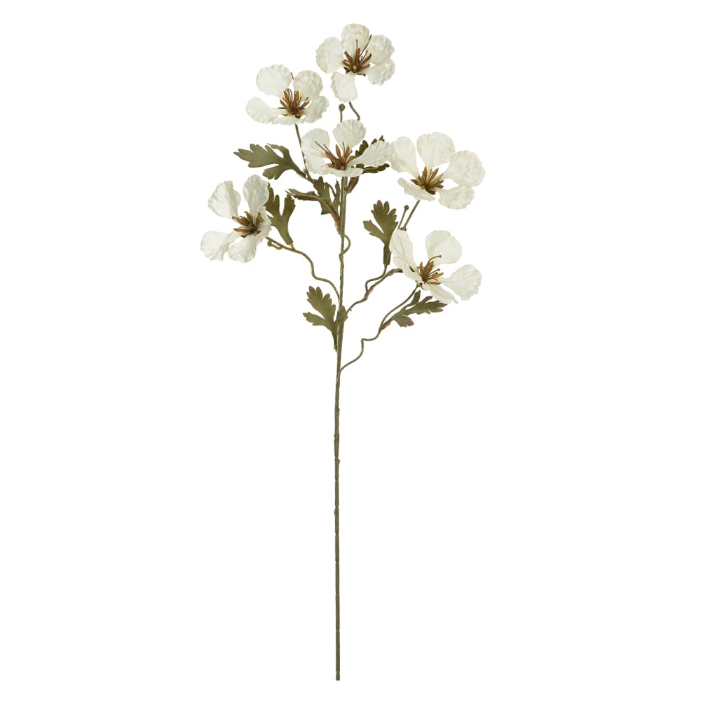 H.BAUHINIA X6 (CREME OUTONO) 82cm