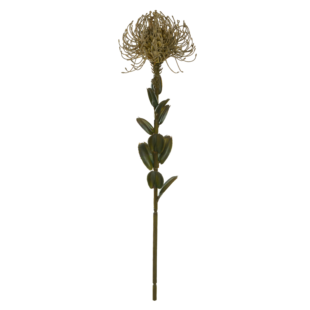 H.PROTEA (PALHA) 60cm