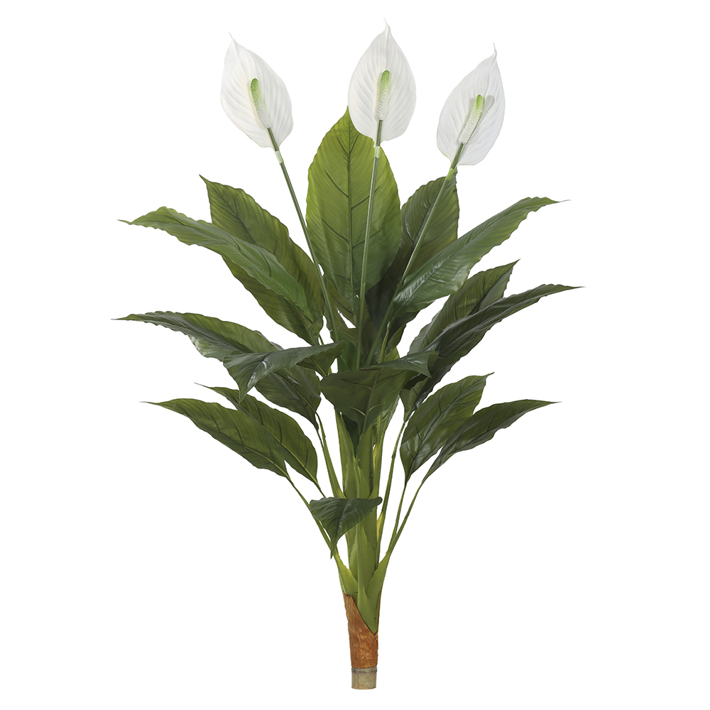 A.SPATHIPHYLLUM REAL TOQUE X3 (BRANCO) 1,1m