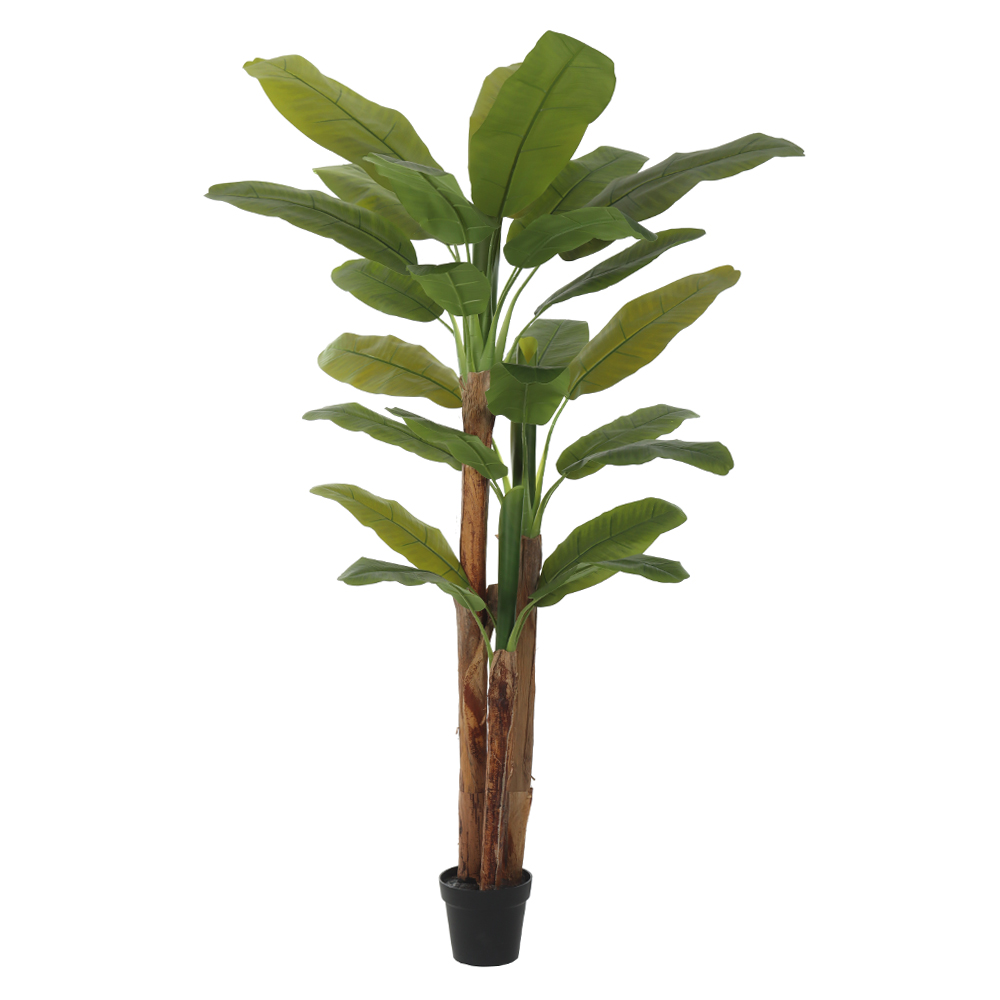 A.BANANEIRA REAL TOQUE C/POTE X27 (VERDE) 2m