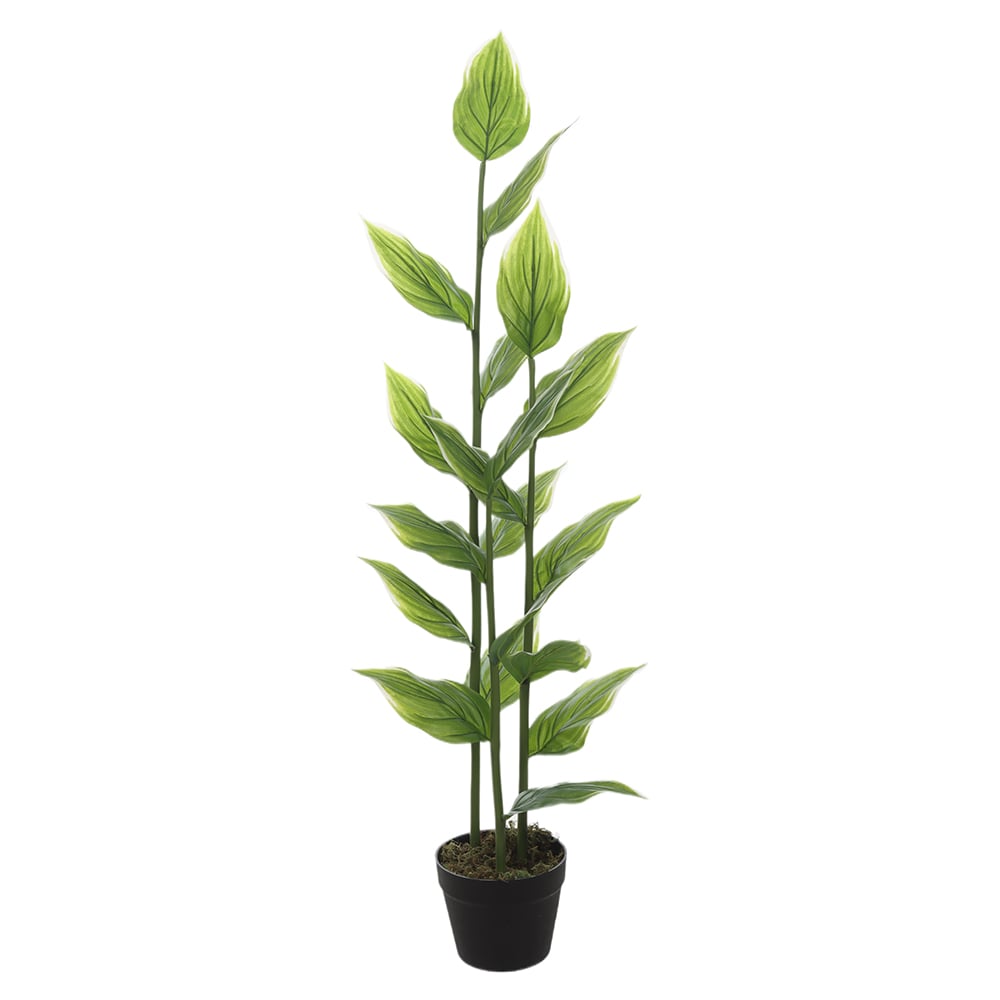 A.HOSTA REAL TOQUE C/POTE X19 (VERDE CREME) 1,2m