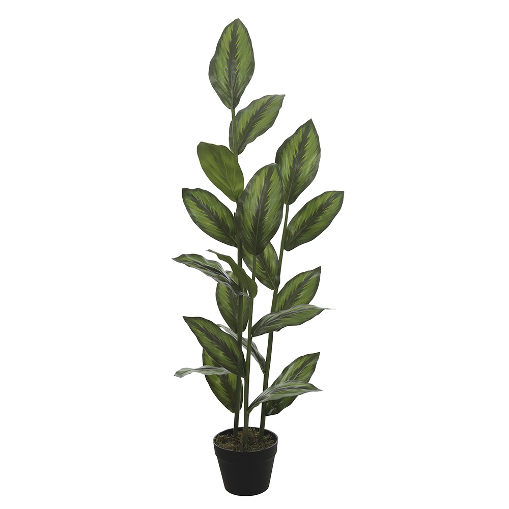 A.CALATHEA REAL TOQUE C/POTE X19 (VERDE) 1,2m