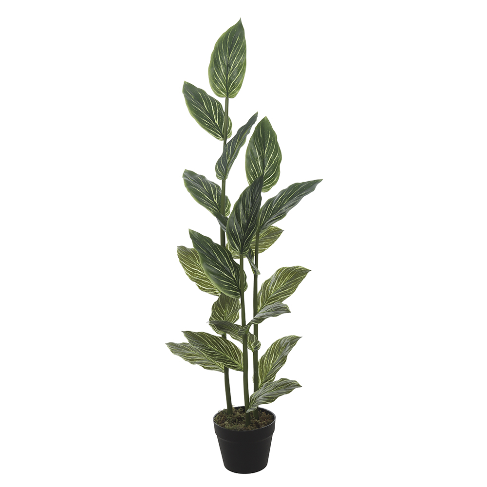 A.PHILODENDRON REAL TOQUE C/POTE X19 (VERDE CREME) 1,2m