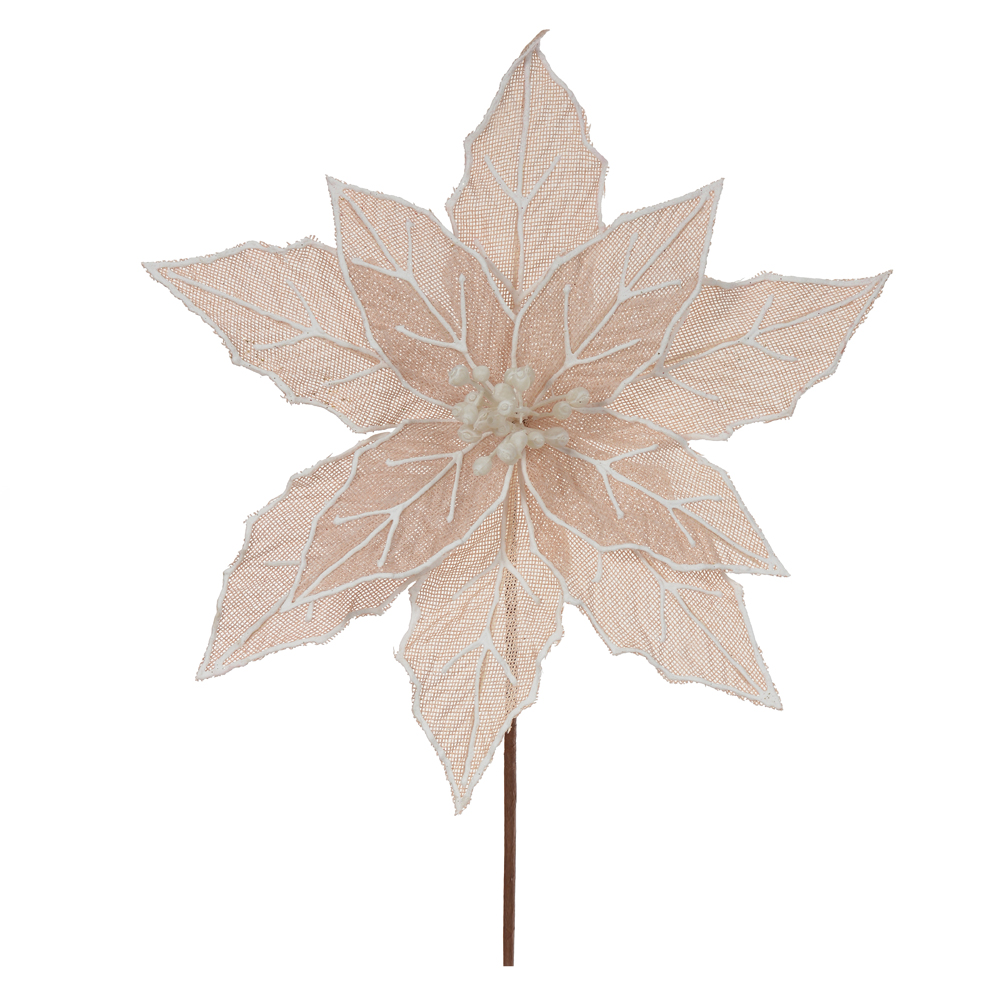 H.BICO DE PAPAGAIO NATAL (CHAMPANHE) 25cm 30d