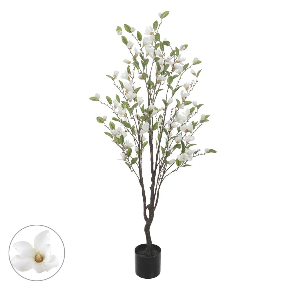 A.MAGNOLIA C/POTE X85 (BRANCO) 1,4m