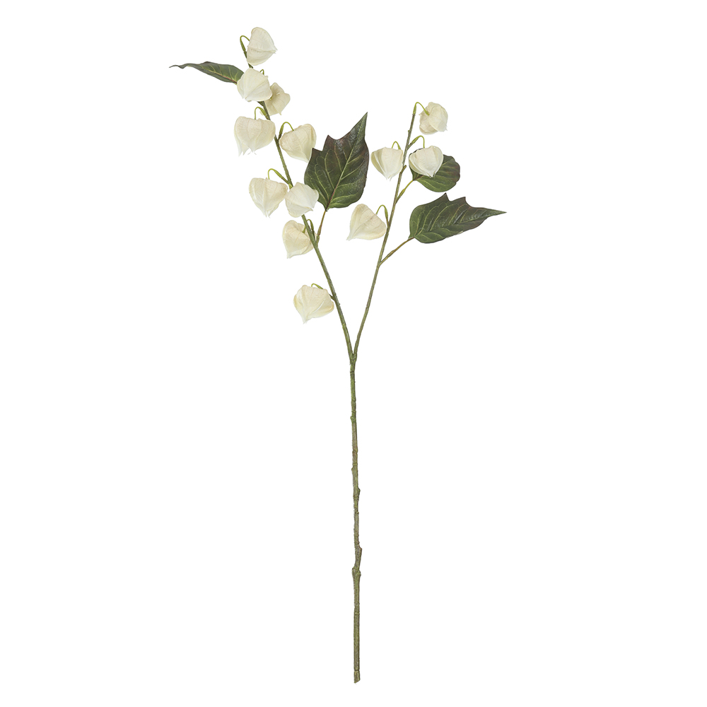 H.FISALIS REAL TOQUE X13 (CREME OUTONO) 82cm