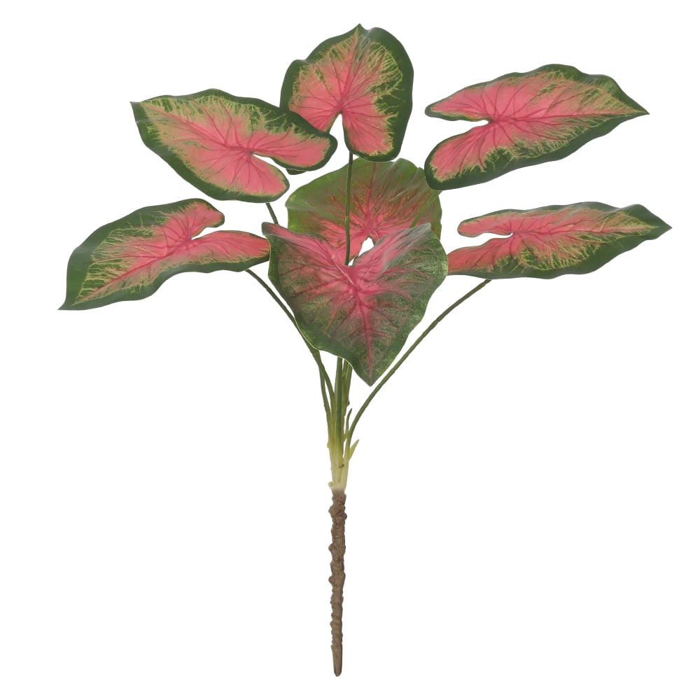 F.CALADIUM FORRACAO REAL TOQUE X7 (VERDE ROSA) 65cm