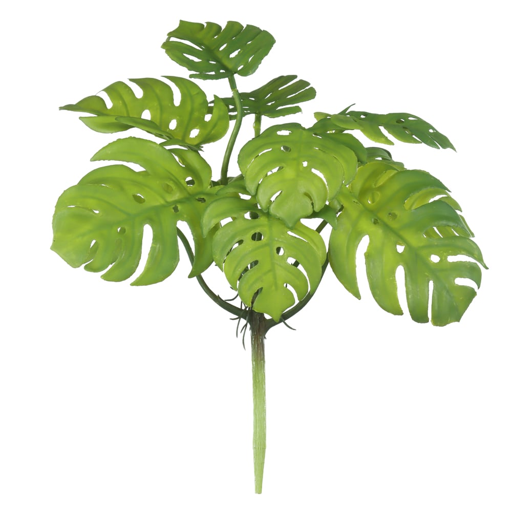 F.COSTELA DE ADAO C/PRINT PLASTICO X12 (VERDE) 29cm