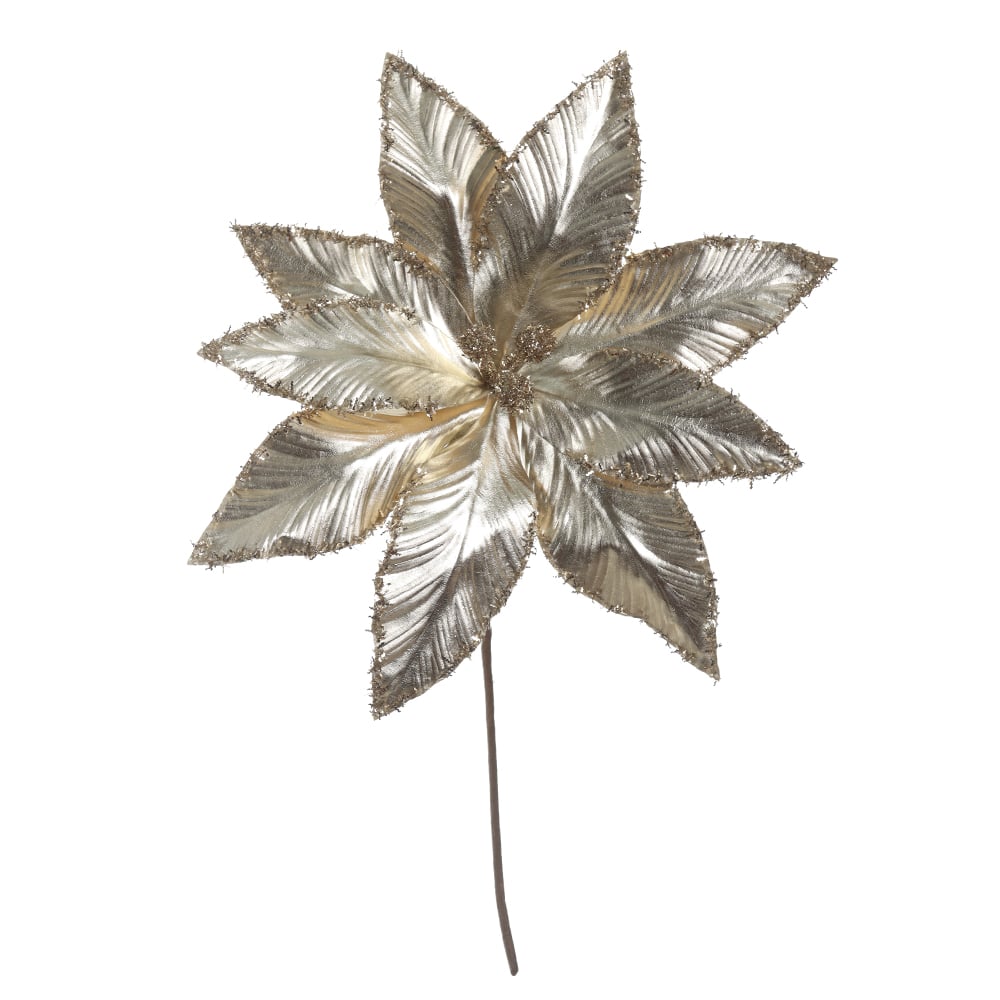 H.BICO DE PAPAGAIO NATAL (CHAMPANHE) 25cm 33d 9P