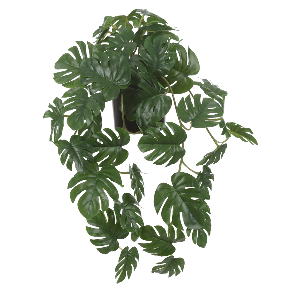 F.COSTELA DE ADAO C/POTE PLASTICO X40 (VERDE) 20cm