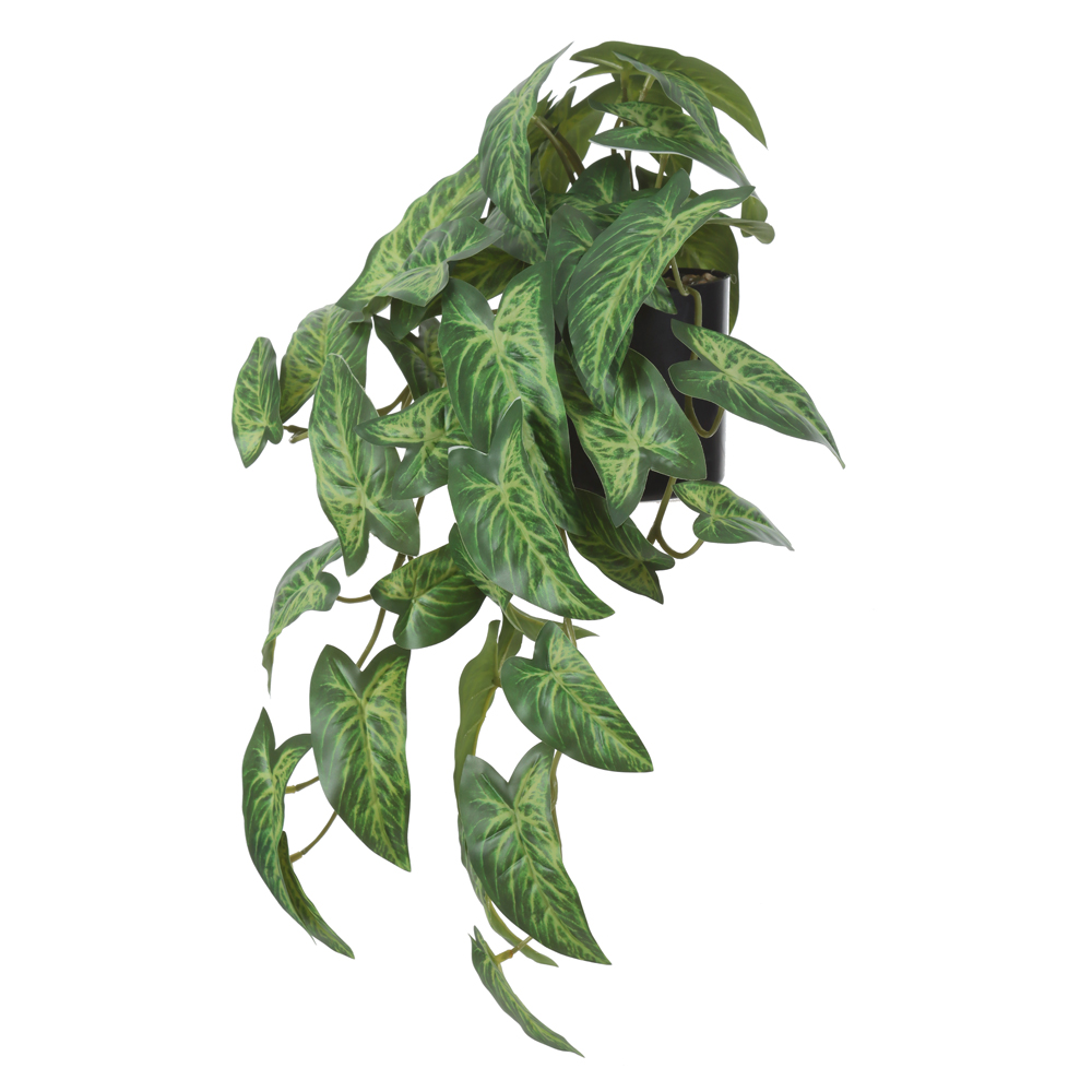 F.CALADIUM C/POTE PLASTICO X40 (VERDE) 20cm