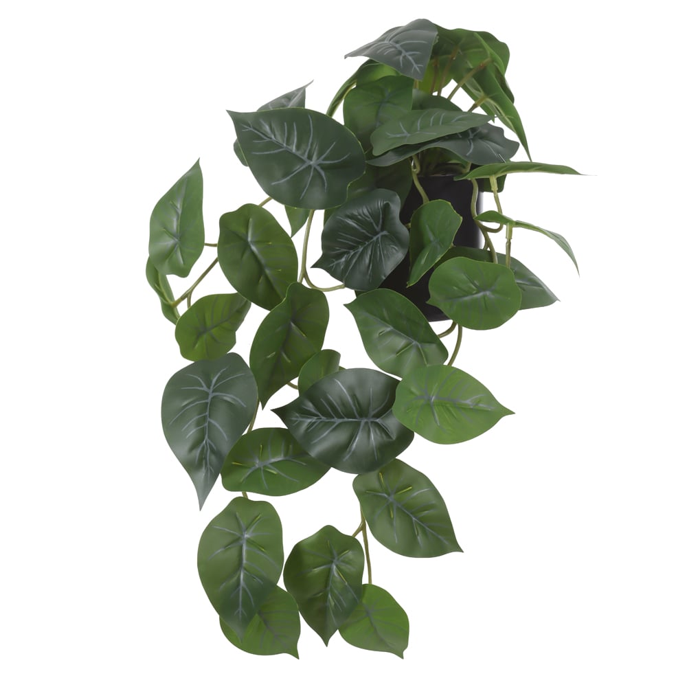 F.ALOCASIA C/POTE PLASTICO X40 (VERDE) 20cm