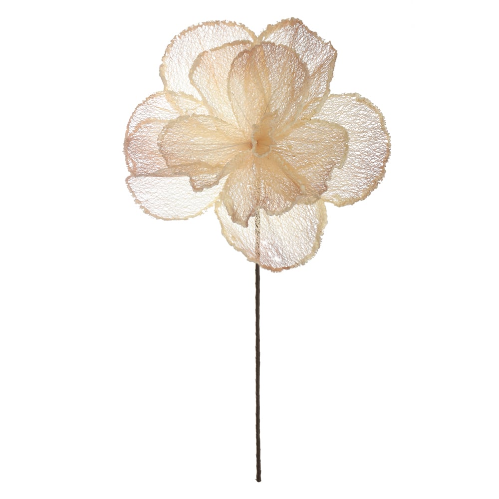 H.MAGNOLIA (ROSA 2T) 84cm