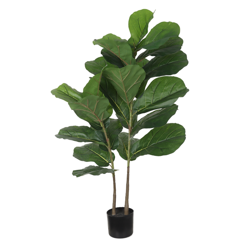 A.FICUS LYRATA REAL TOQUE C/POTE PLASTICO X25 (VERDE) 1,2m