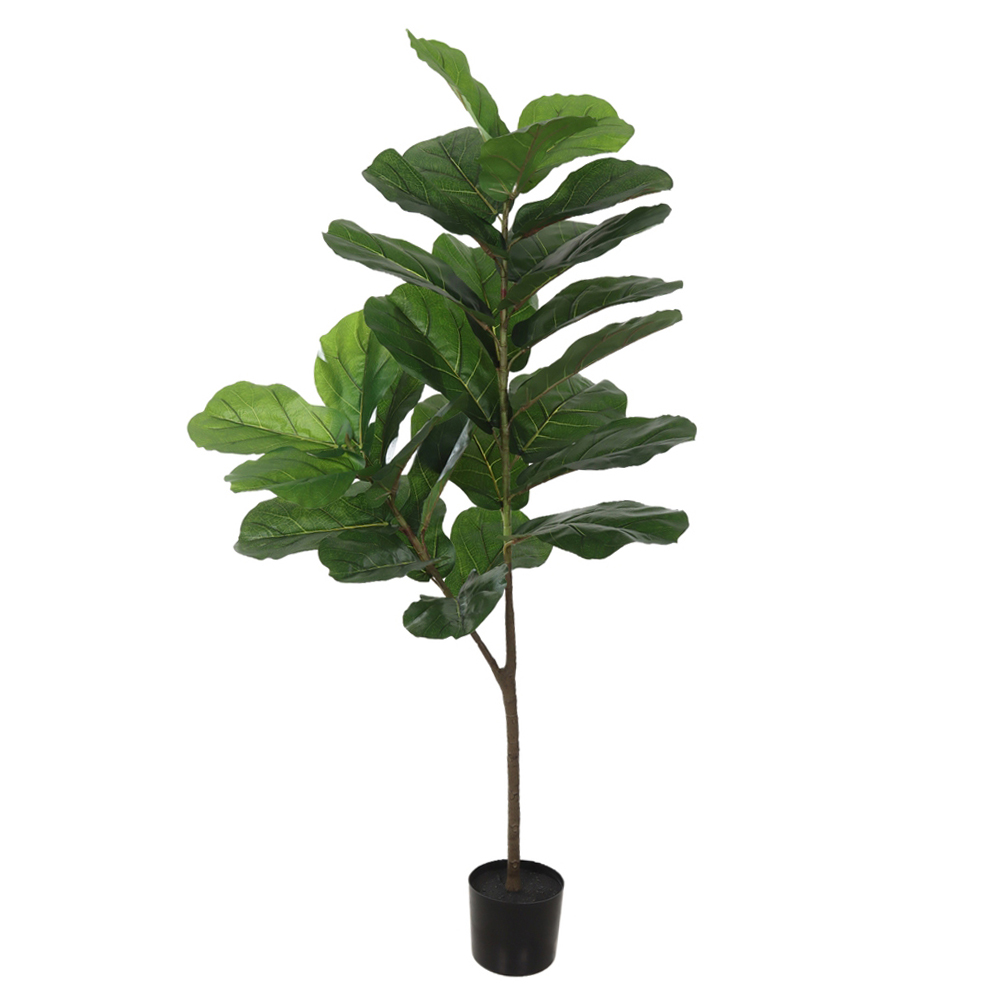 A.FICUS LYRATA REAL TOQUE C/POTE PLASTICO X28 (VERDE) 1,5m