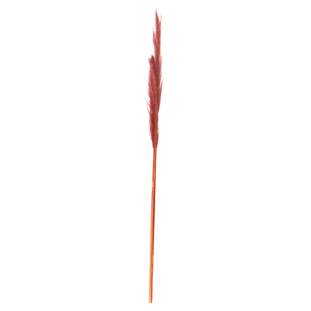 CAPIM DOS PAMPAS NATAL C/ 3 HASTES (MARSALA) 170CM